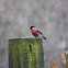 Bullfinch