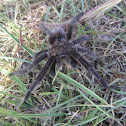 ARAÑA POLLITO