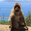 Barbary ape