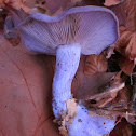 Wood Blewit
