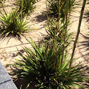 Yucca