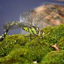 Southern Hawker, female