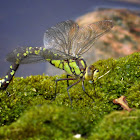 Southern Hawker, female