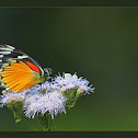 Red-spot jezebel