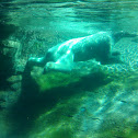 polar bear