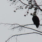 American Bald Eagle