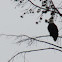 American Bald Eagle