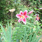 Stargazer Lily