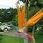 Strelitzia