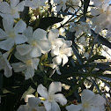 Nerium oleander