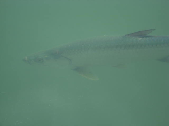 Tarpon