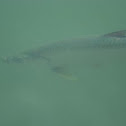 Tarpon