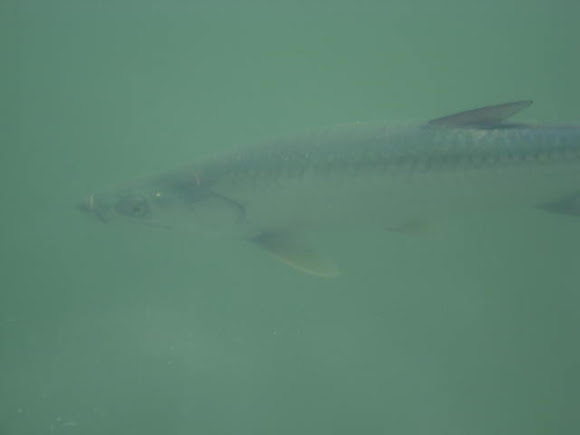 Spotting Image 1