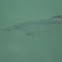 Tarpon