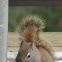 American Red Squirrel