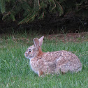 Eastern Cottontail Rabbit
