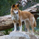 Dingo