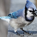 Blue Jay