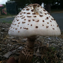 Meadow Mushroom