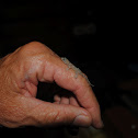 Common House Gecko
