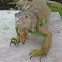 Iguana