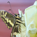 Citrus Swallowtail Butterfly