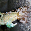 Annual Cicada