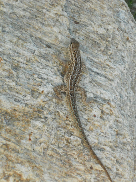 Spotting Image 1