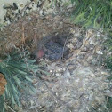 Fledgling 