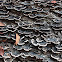 Turkey Tail
