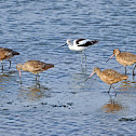 American Avocet