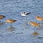 American Avocet