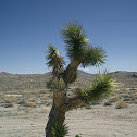 Joshua Tree