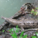 Cocodrilo Americano