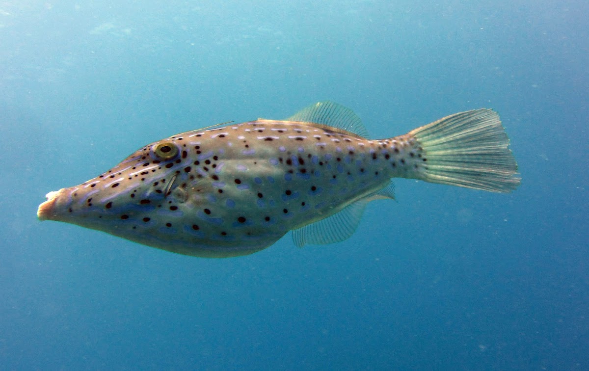 Scrawled Filefish