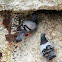 Rock Pigeon