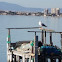 Gaviota patiamarilla
