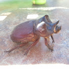 Rhino beetle