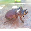 Rhino beetle
