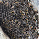 Large Paper Wasp