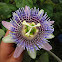 Passiflora