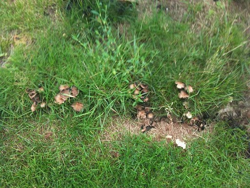 Spotting Image 1