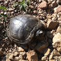 Red Eared Slider