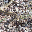 Western Patchnose Snake