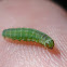 Oruga, Caterpillar