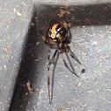 Black Widow (immature)