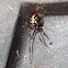 Black Widow (immature)