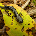 Western Slimy Salamander