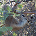 round tailed ground squirrel