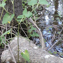 Western Ribbon Snake